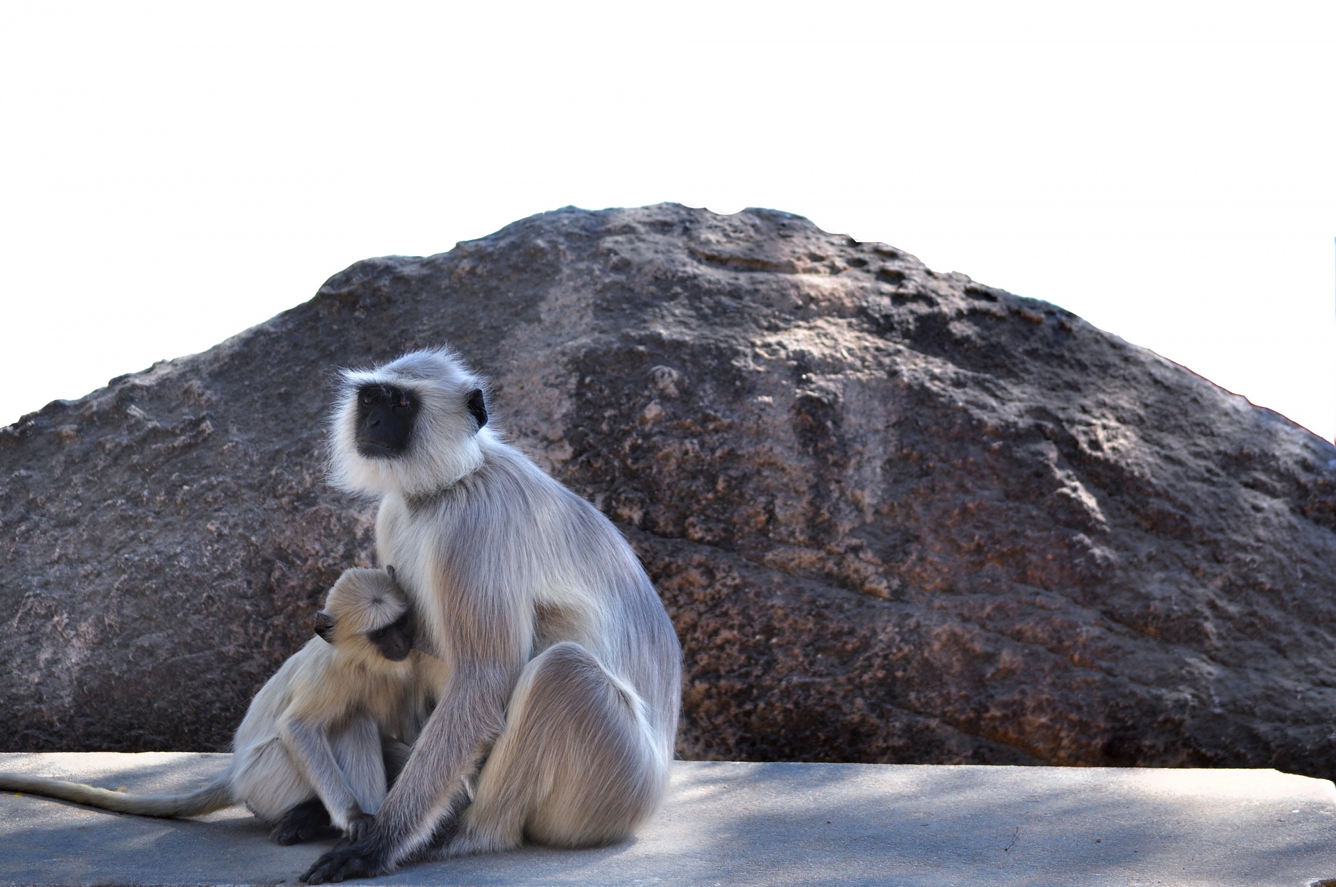 monkey mother child free photo