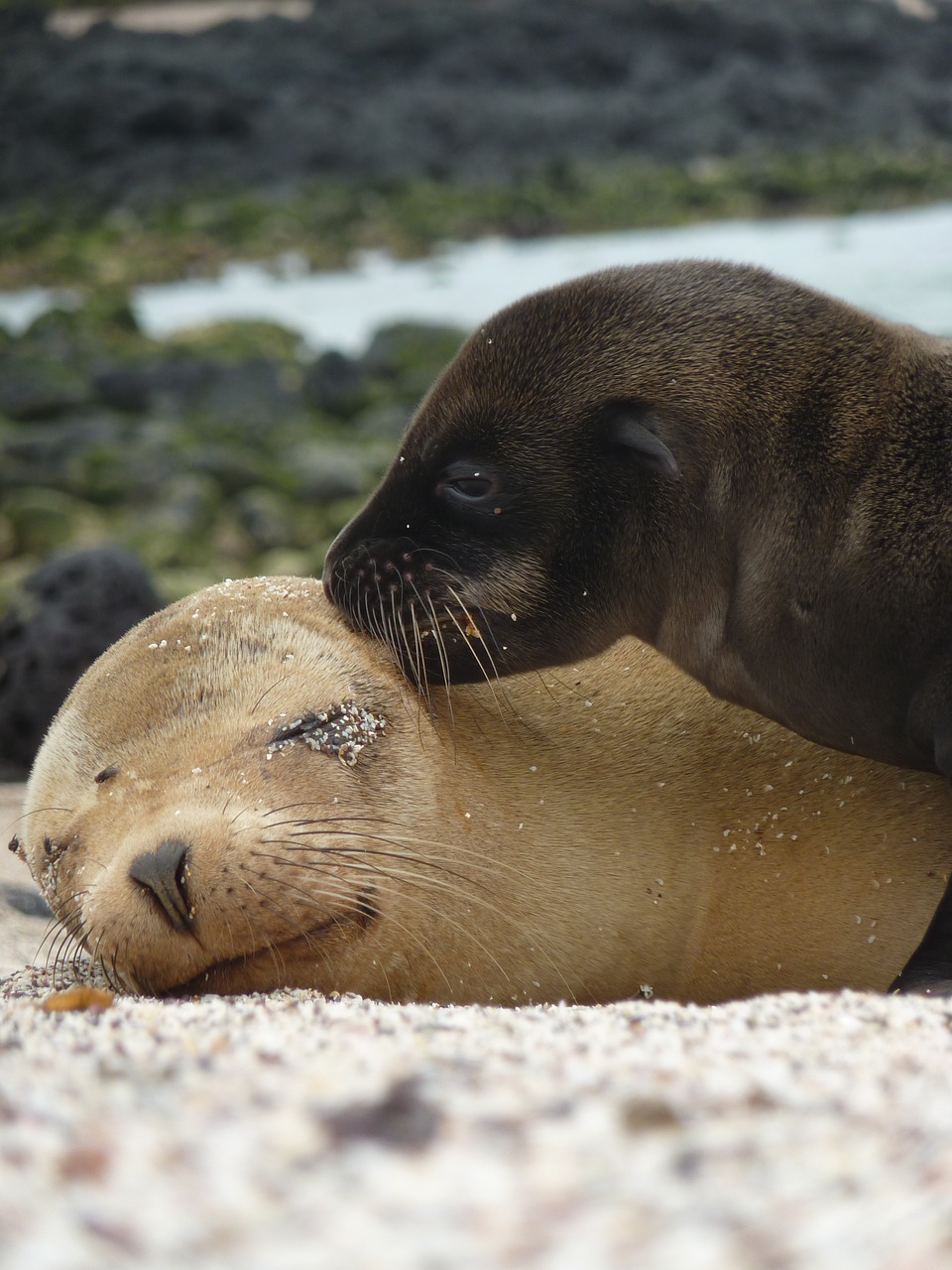 sea lions seals mammals free photo
