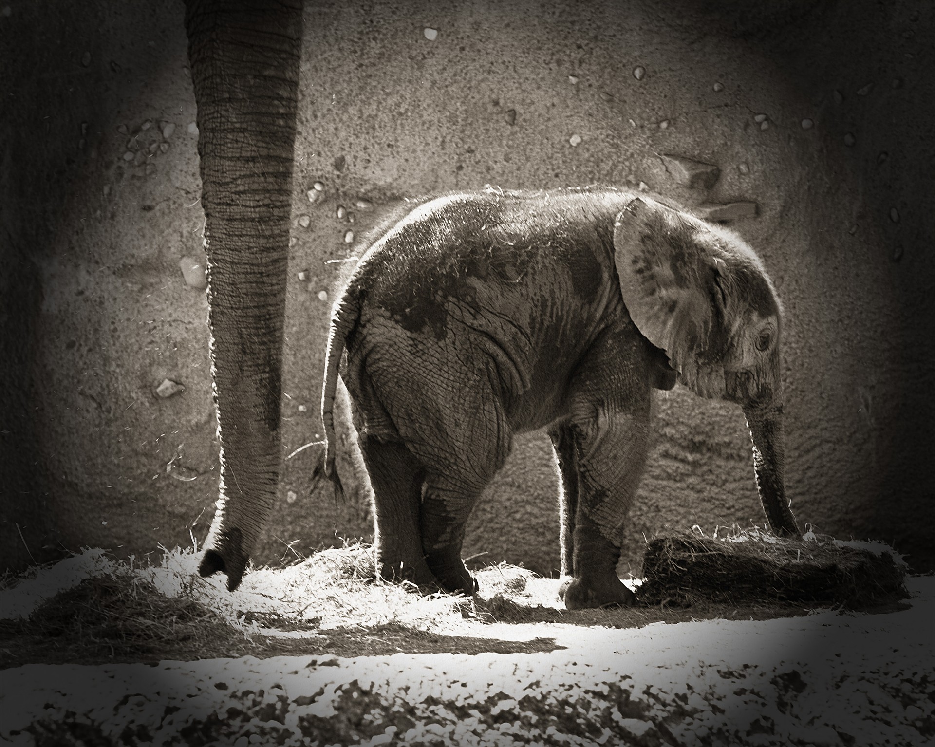 elephants newborn animals free photo