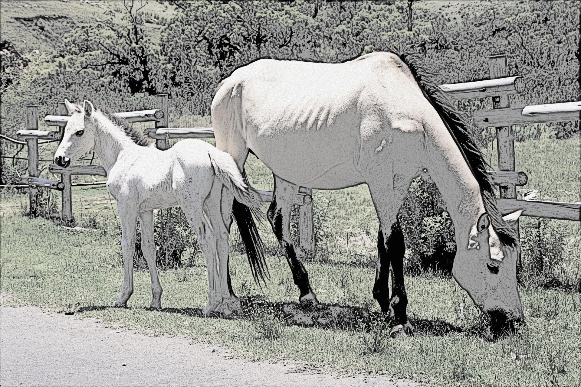 horses field line drawing free photo