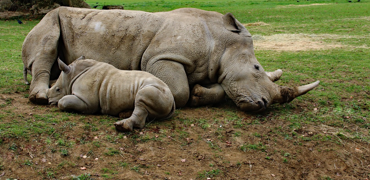 mother and son rhino baby rhino animal free photo