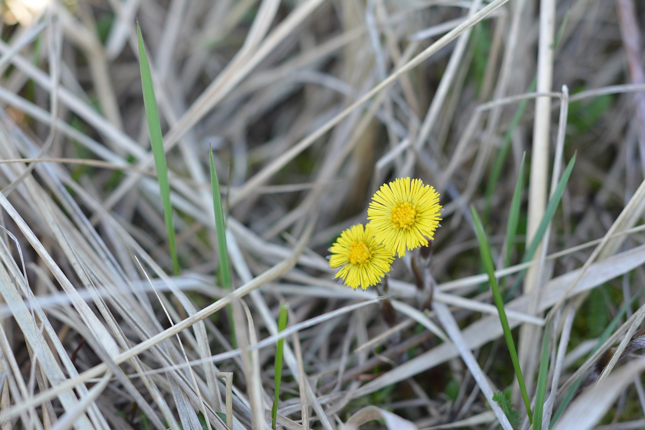 mother and stepmother yellow spring free photo