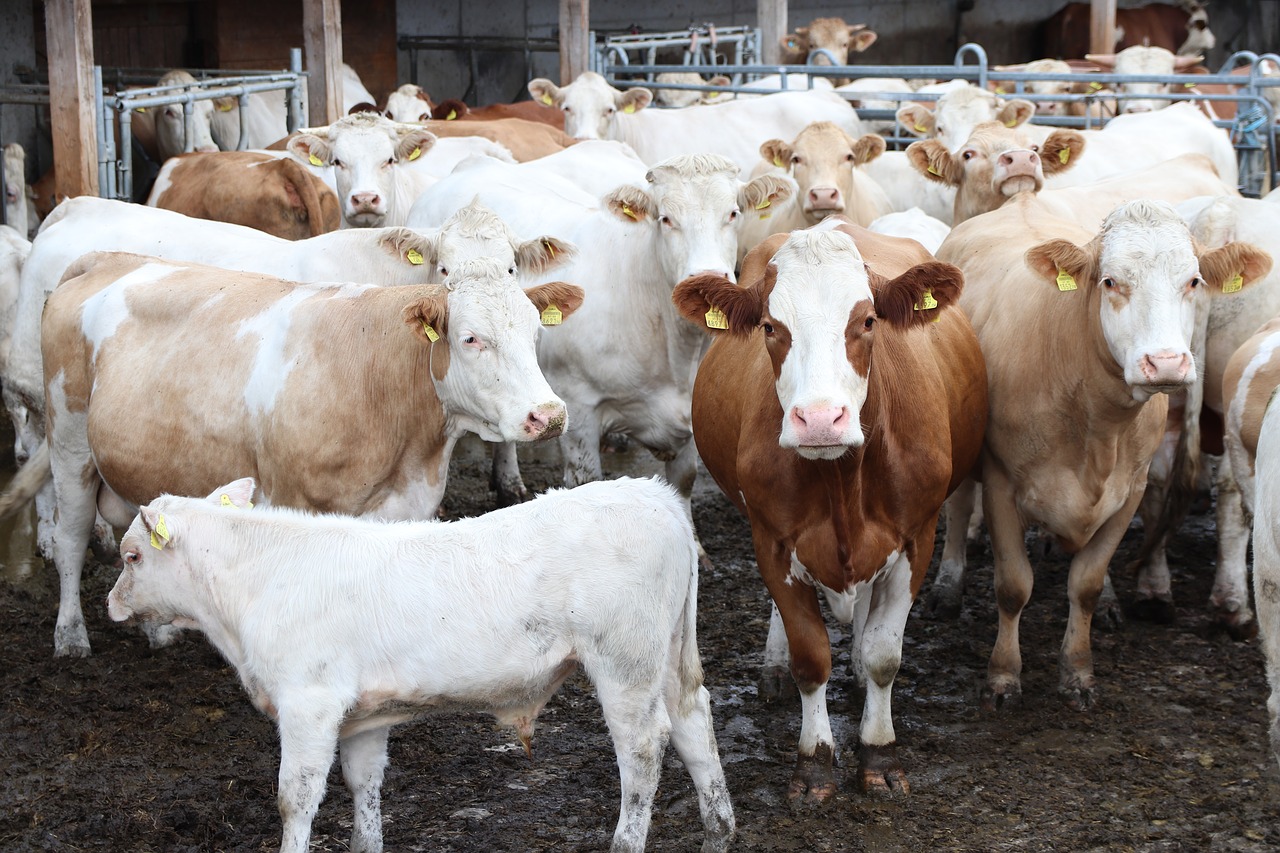 mother cows  calves  free range free photo