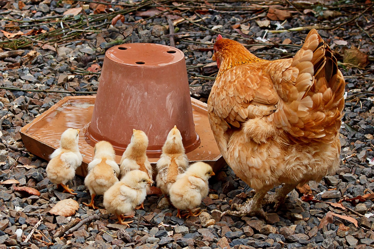 mother hen mom chicken free photo