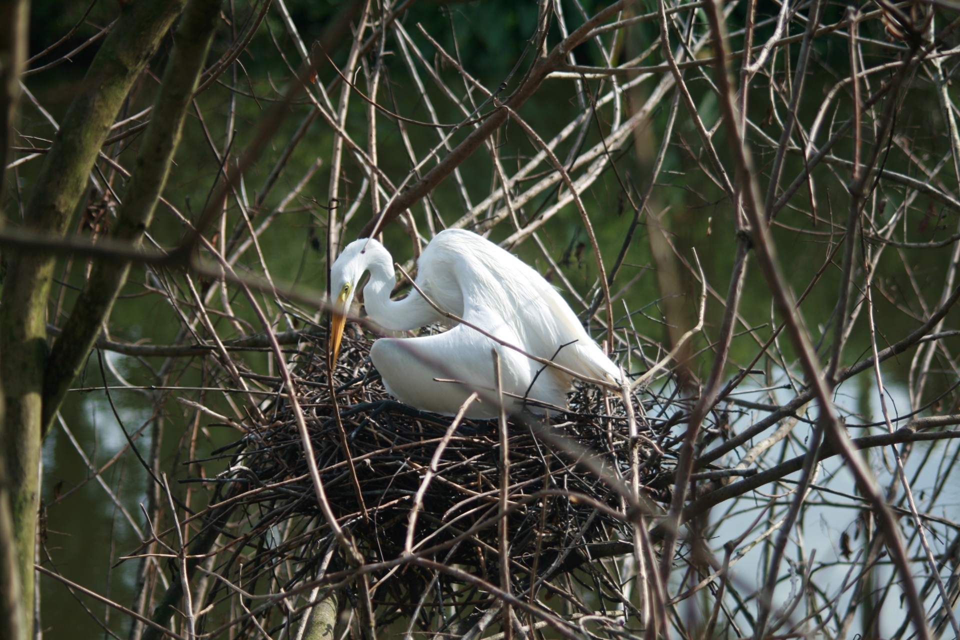 crane florida bird free photo