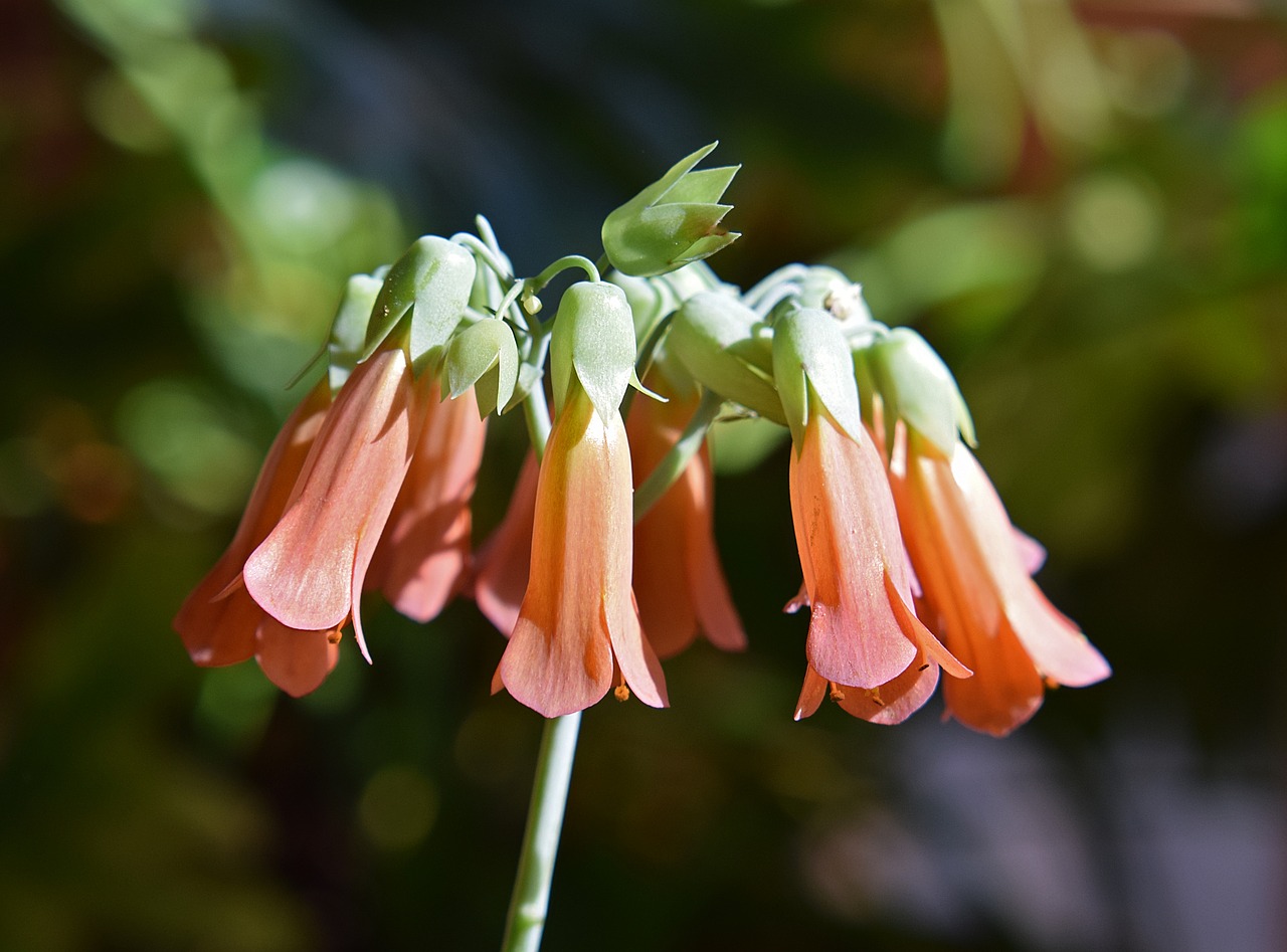 mother of millions kalanchoe succulent free photo