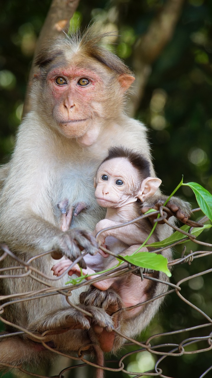 motherhood monkey life animal child free photo