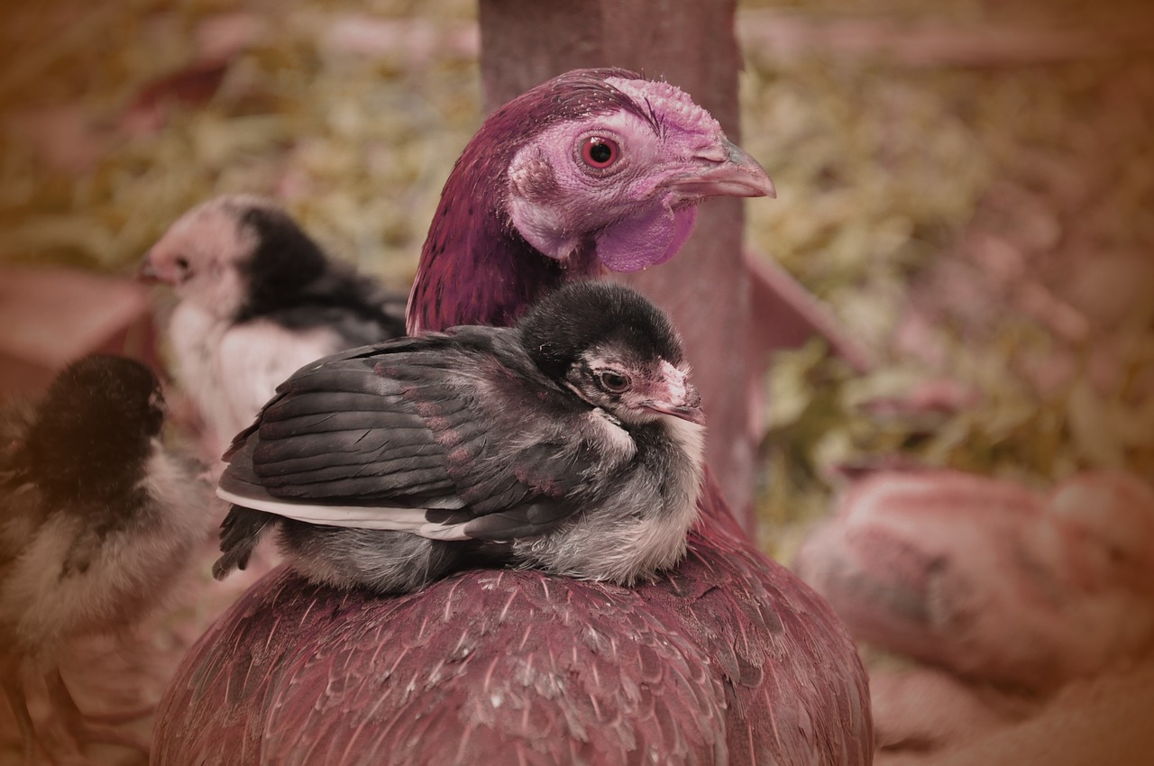 motherhood chicken animal free photo