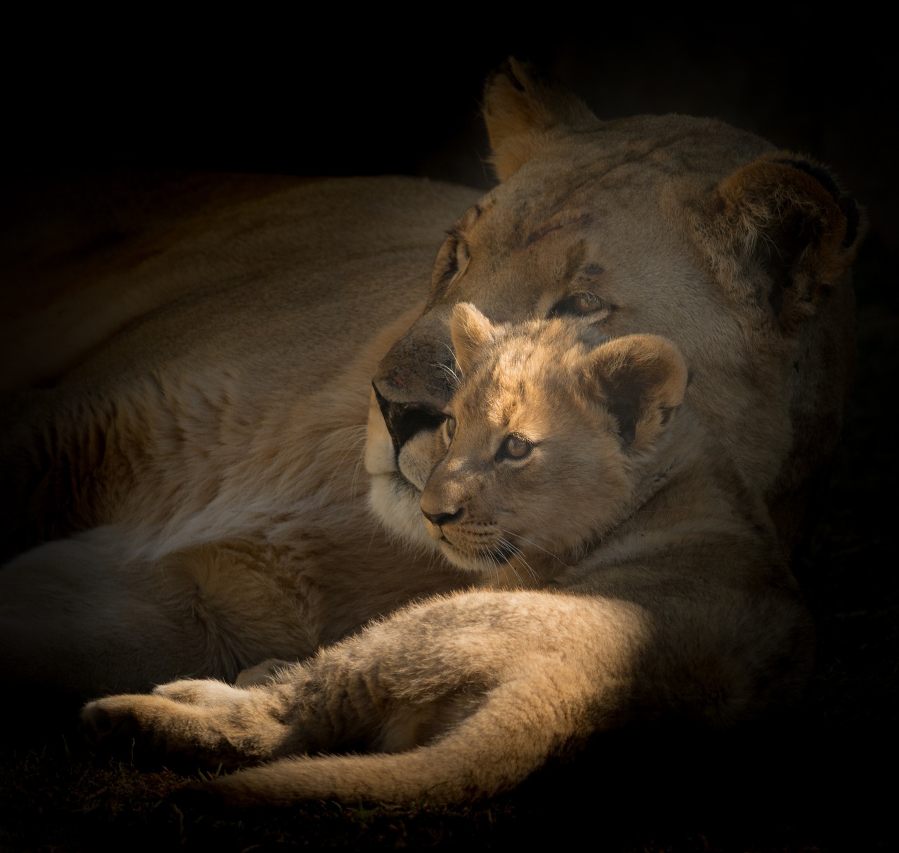 motherhood cub lioness free photo
