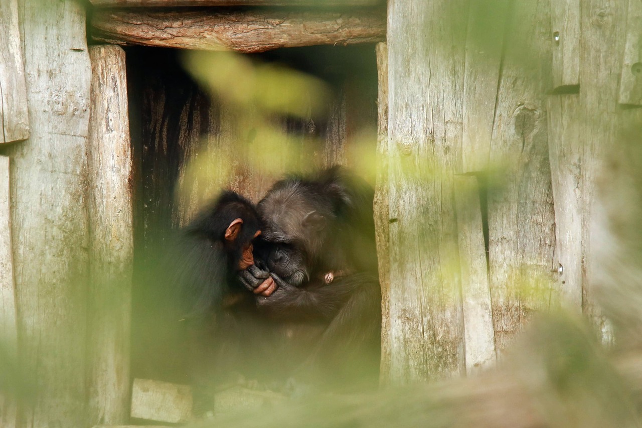 motherly love  monkey  chimps free photo