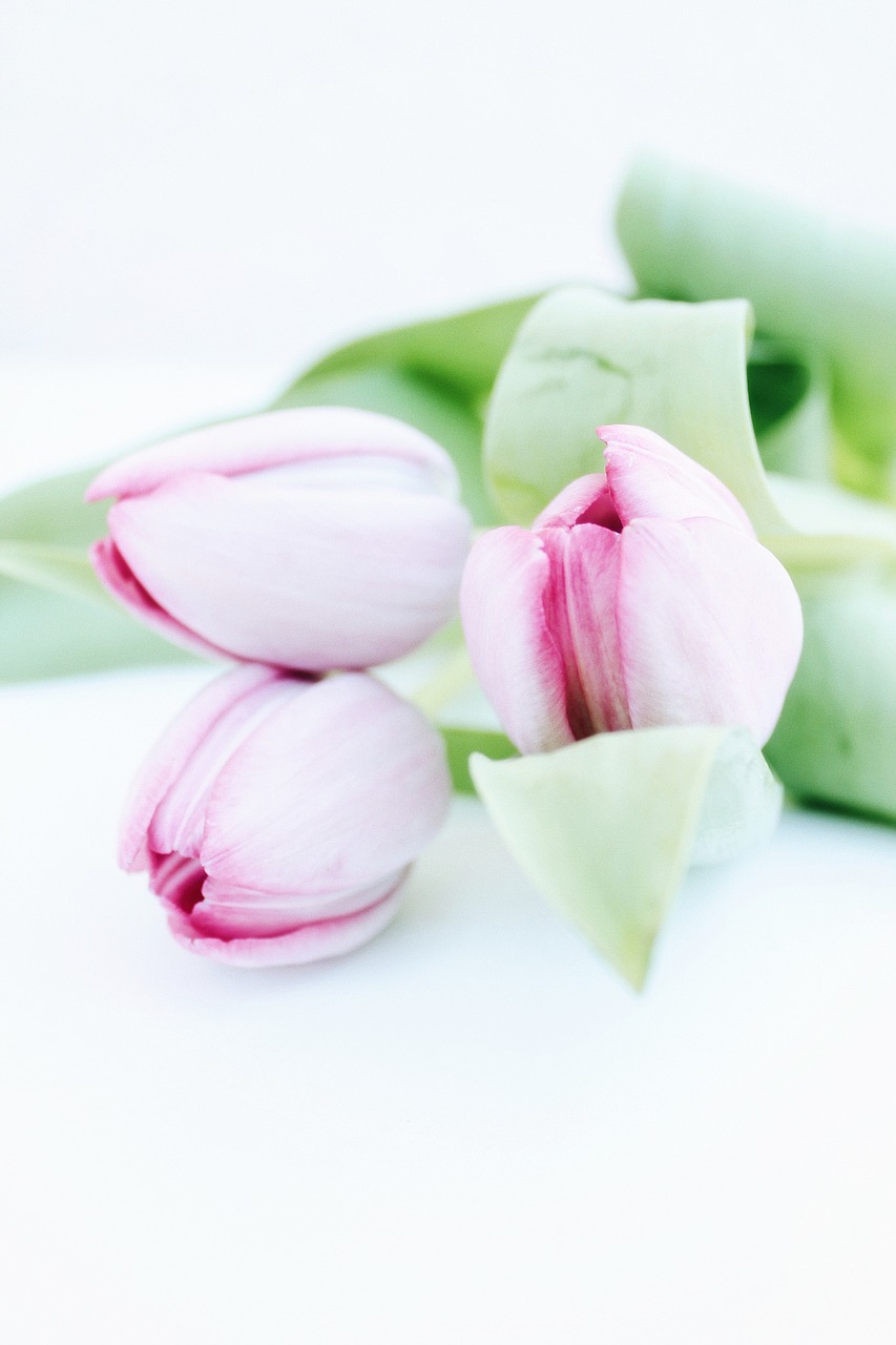 mother's day  tulips  flowers free photo