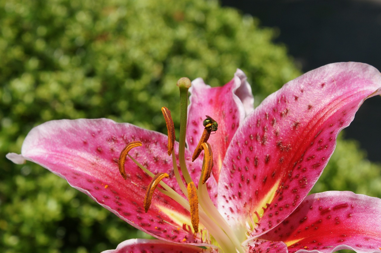 mother's day pink springtime free photo