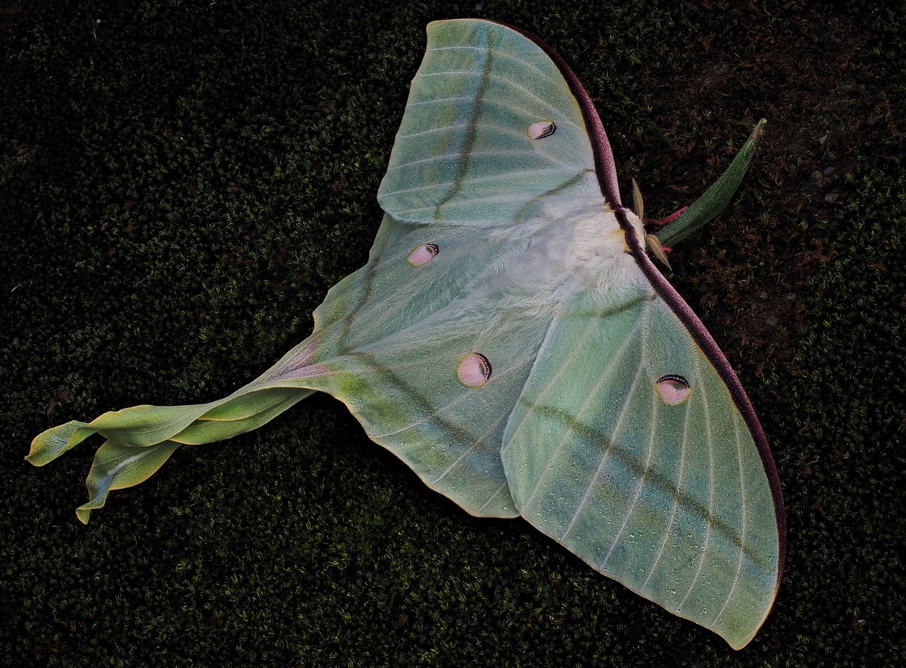 moths  mr luna  green free photo