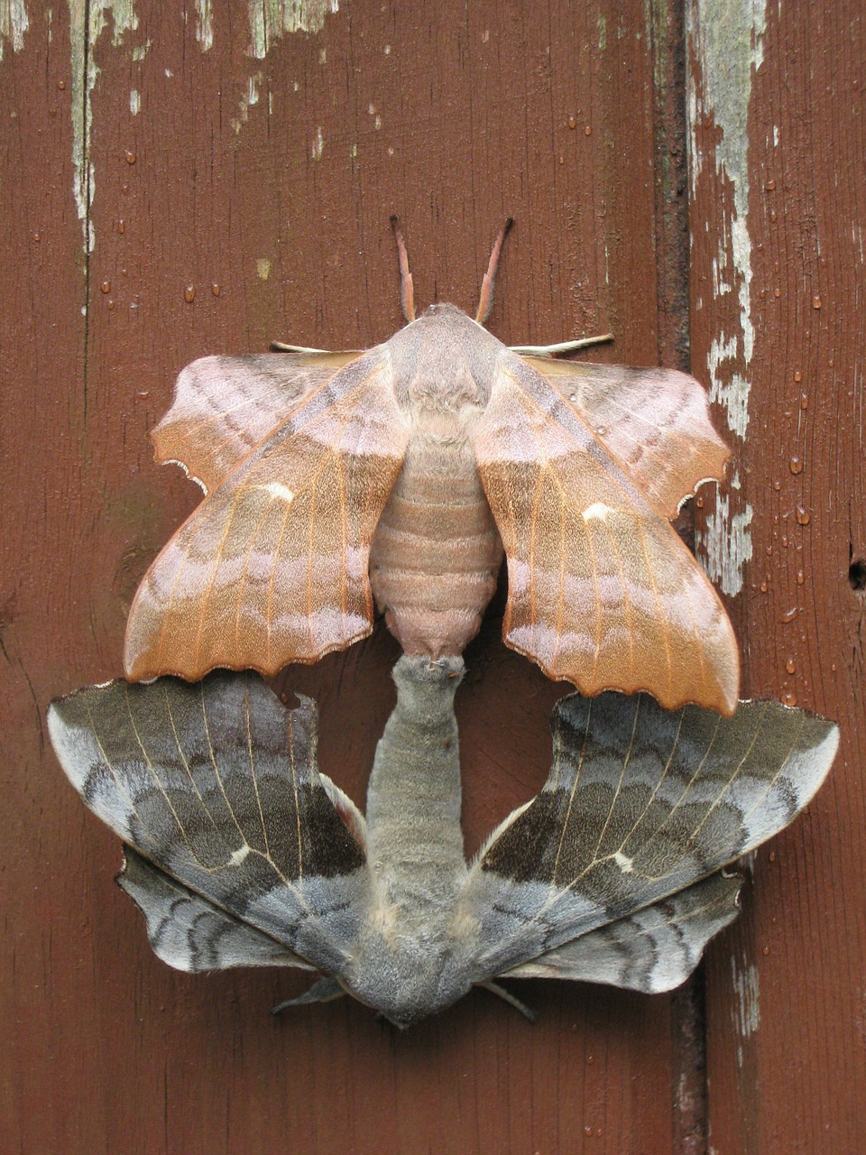 moths pairing combines free photo