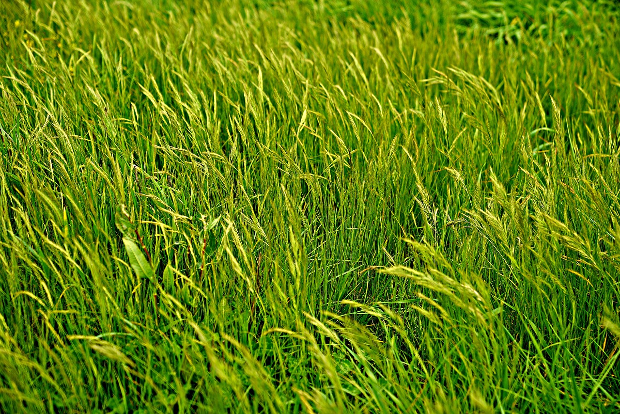 motion windy grass land free photo