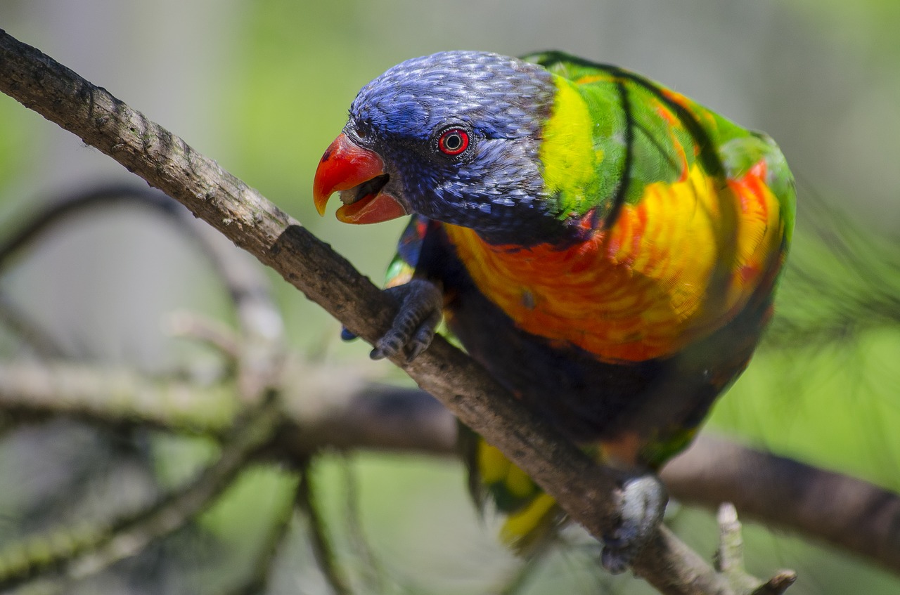 motley bird curious colorful free photo