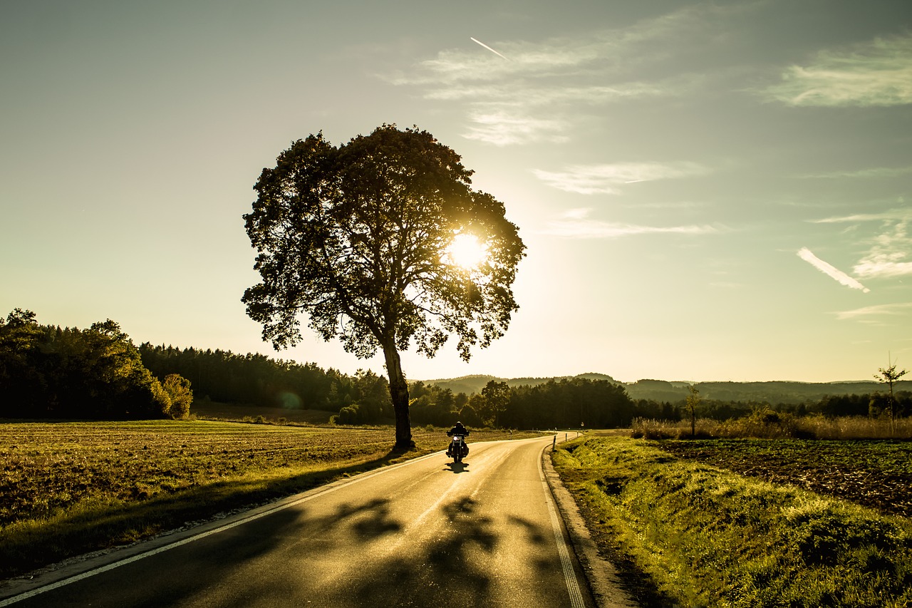 motorcycle tree sunset free photo