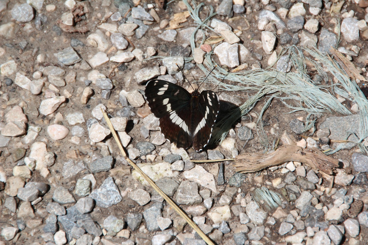 motte butterfly black free photo