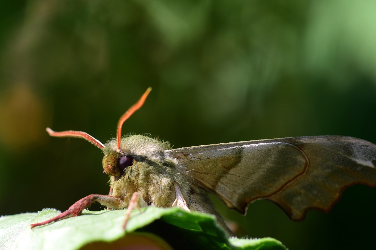 motte  moth  butterfly free photo