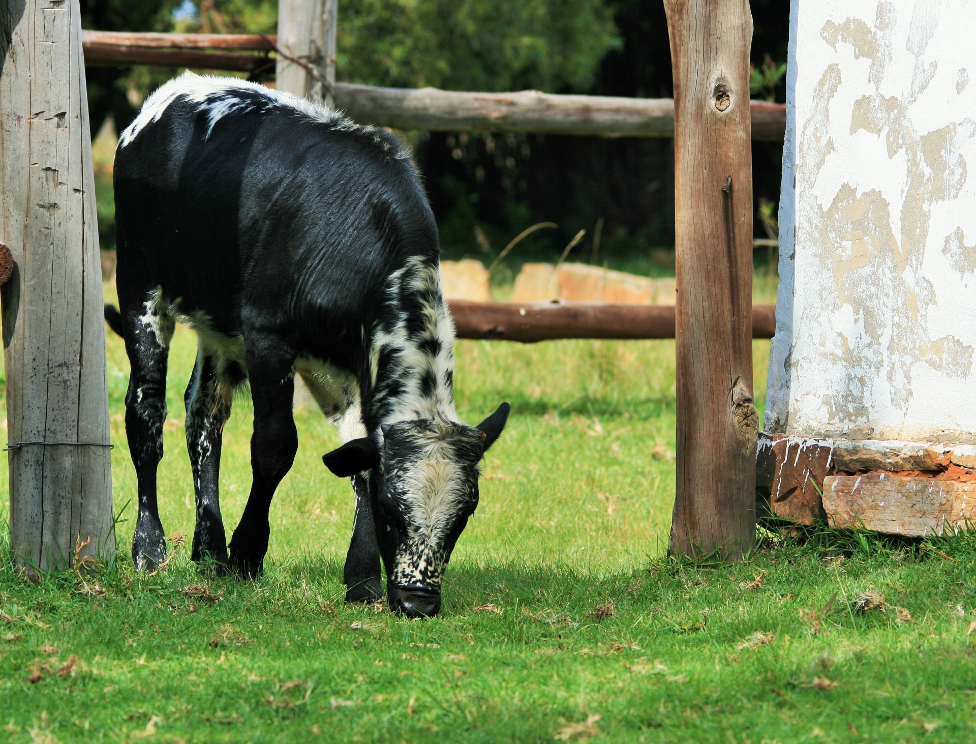 animal farm bovine free photo