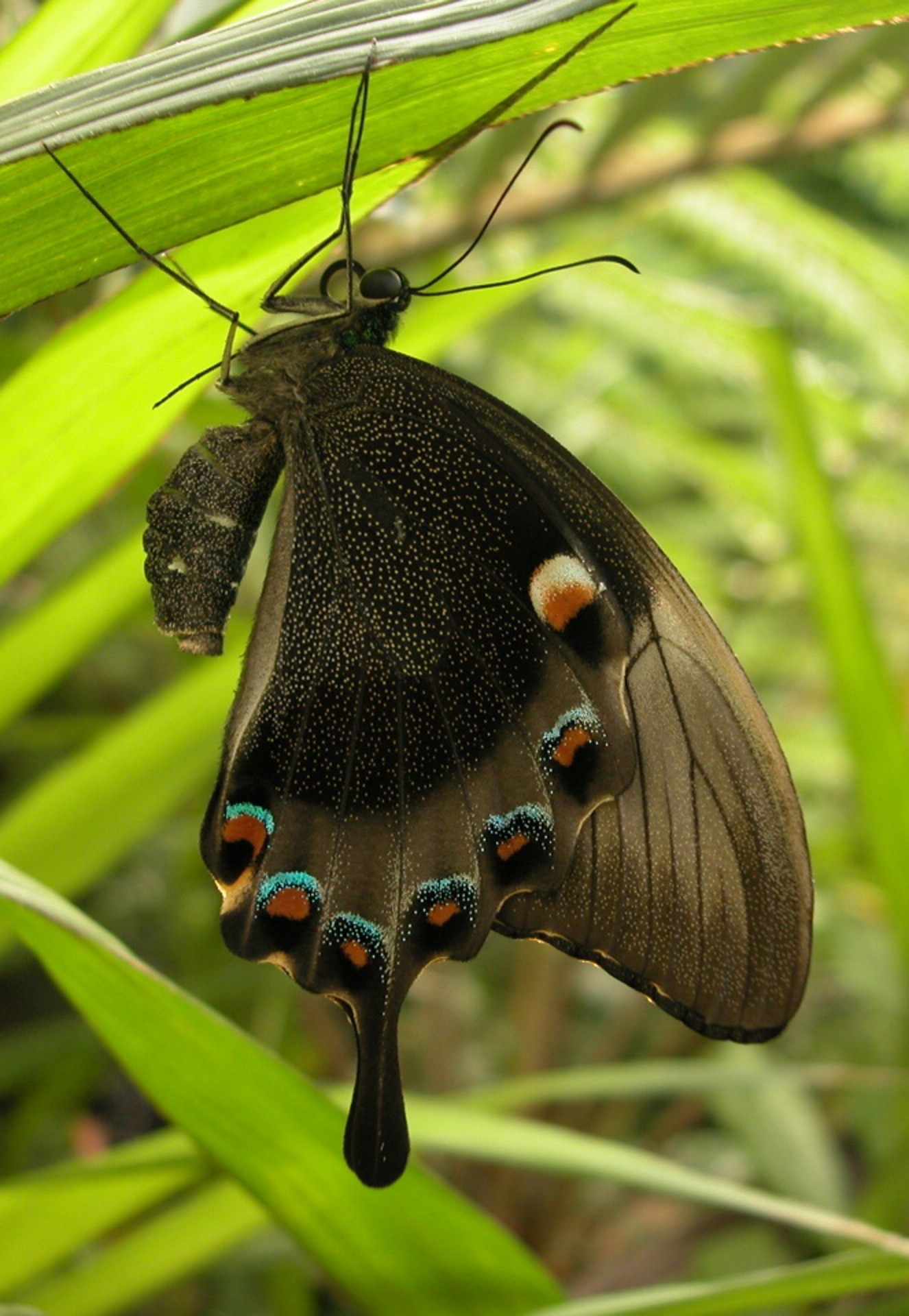 butterfly wings insects free photo