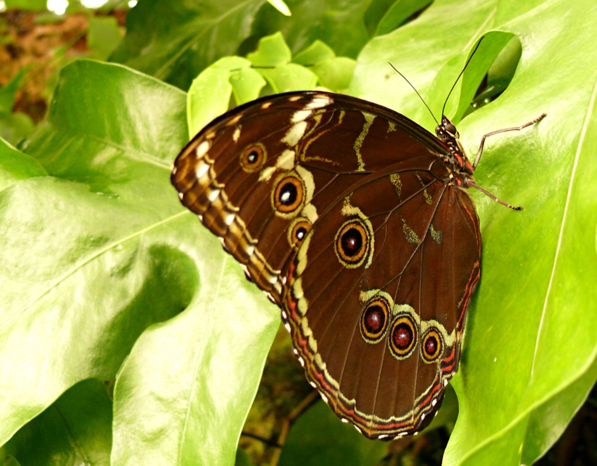 butterfly wings insects free photo