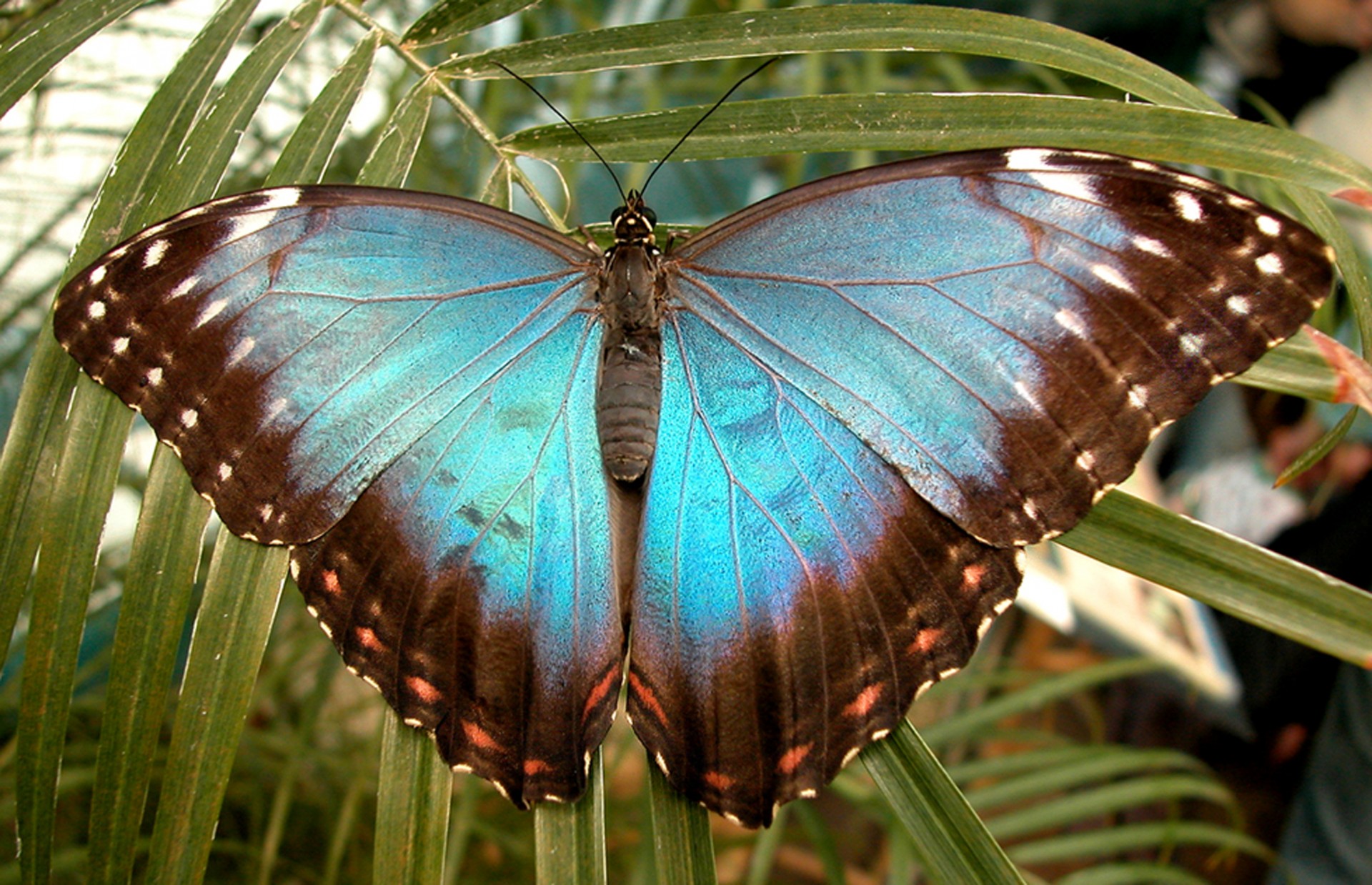 butterfly insects wings free photo