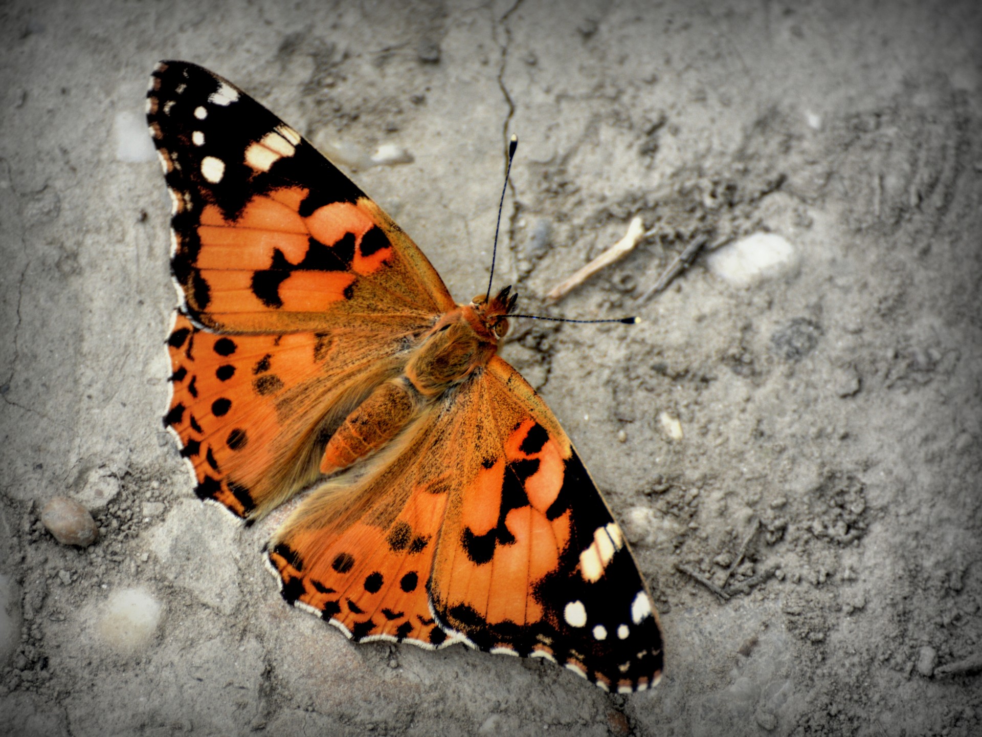 butterfly vanessa atalanta color free photo