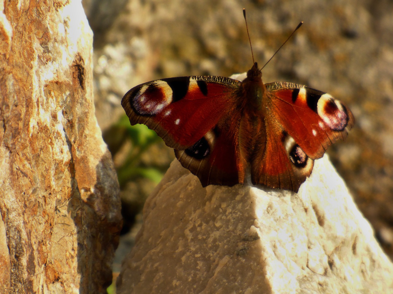 motyl on rock free photo