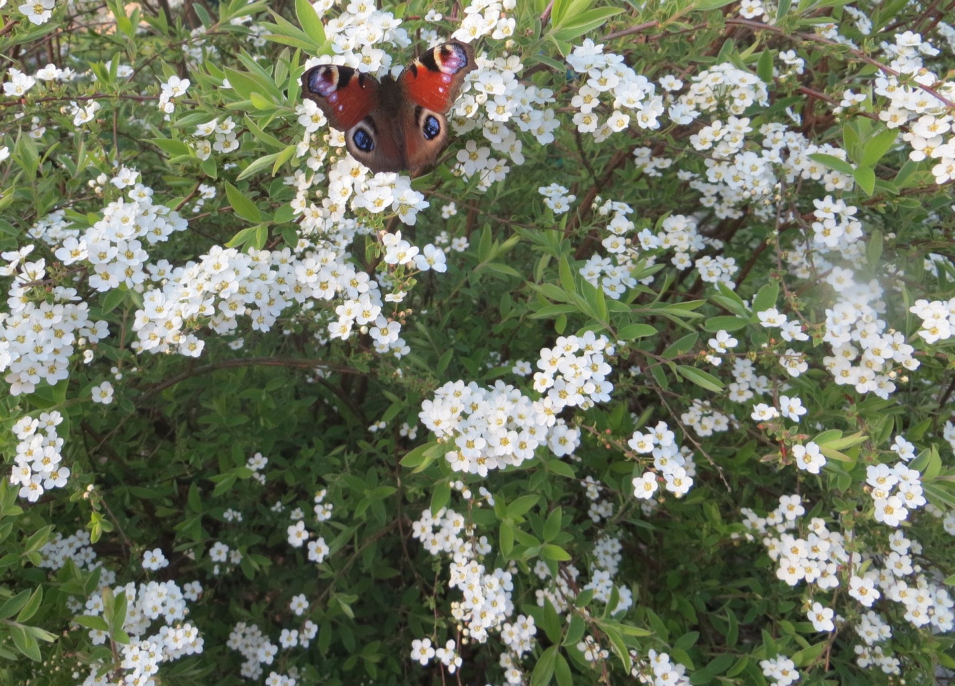 butterfly bush butterfly bush free photo