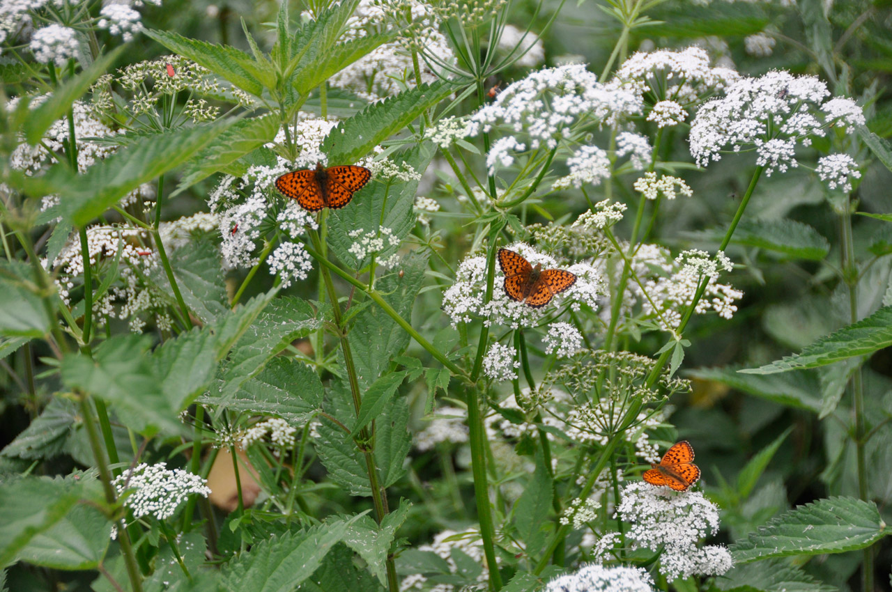 butterfly flower sun free photo