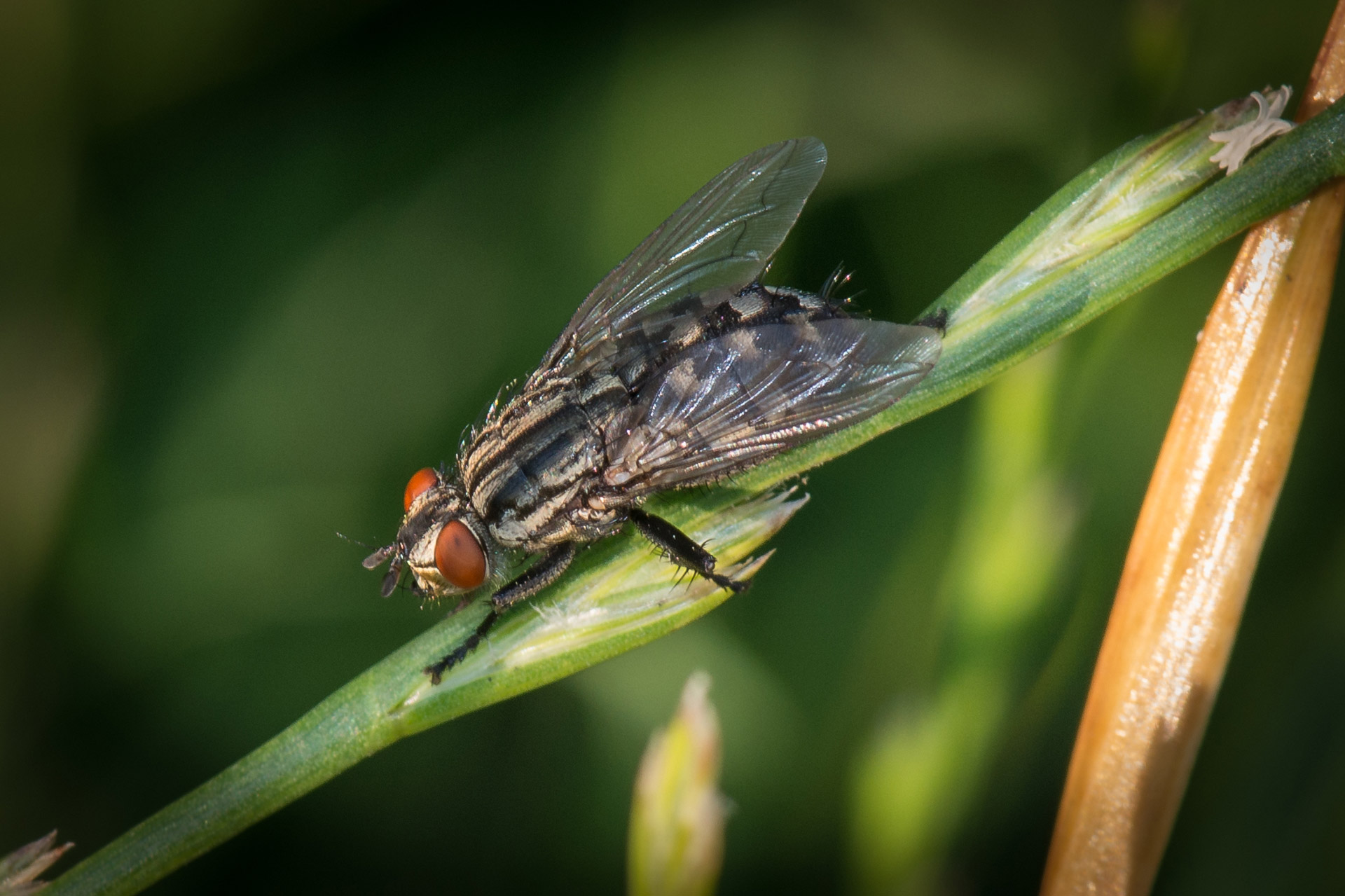 insects wings fly free photo