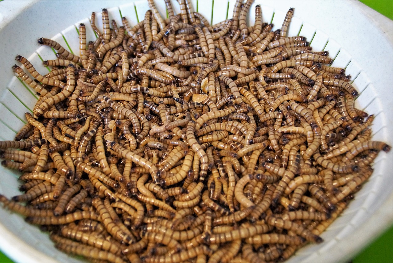 mouční  worms  food free photo