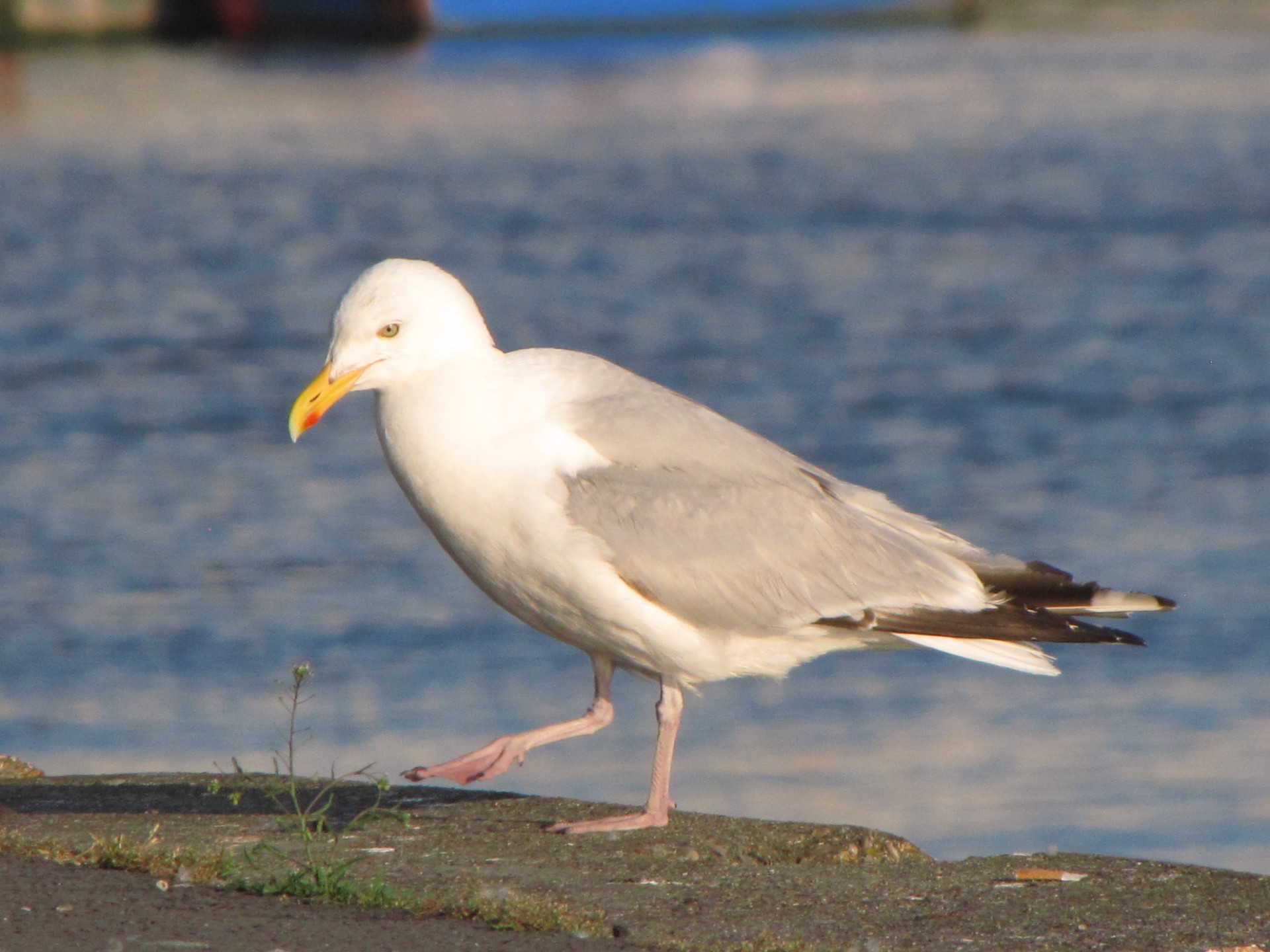 seagull gull head free photo