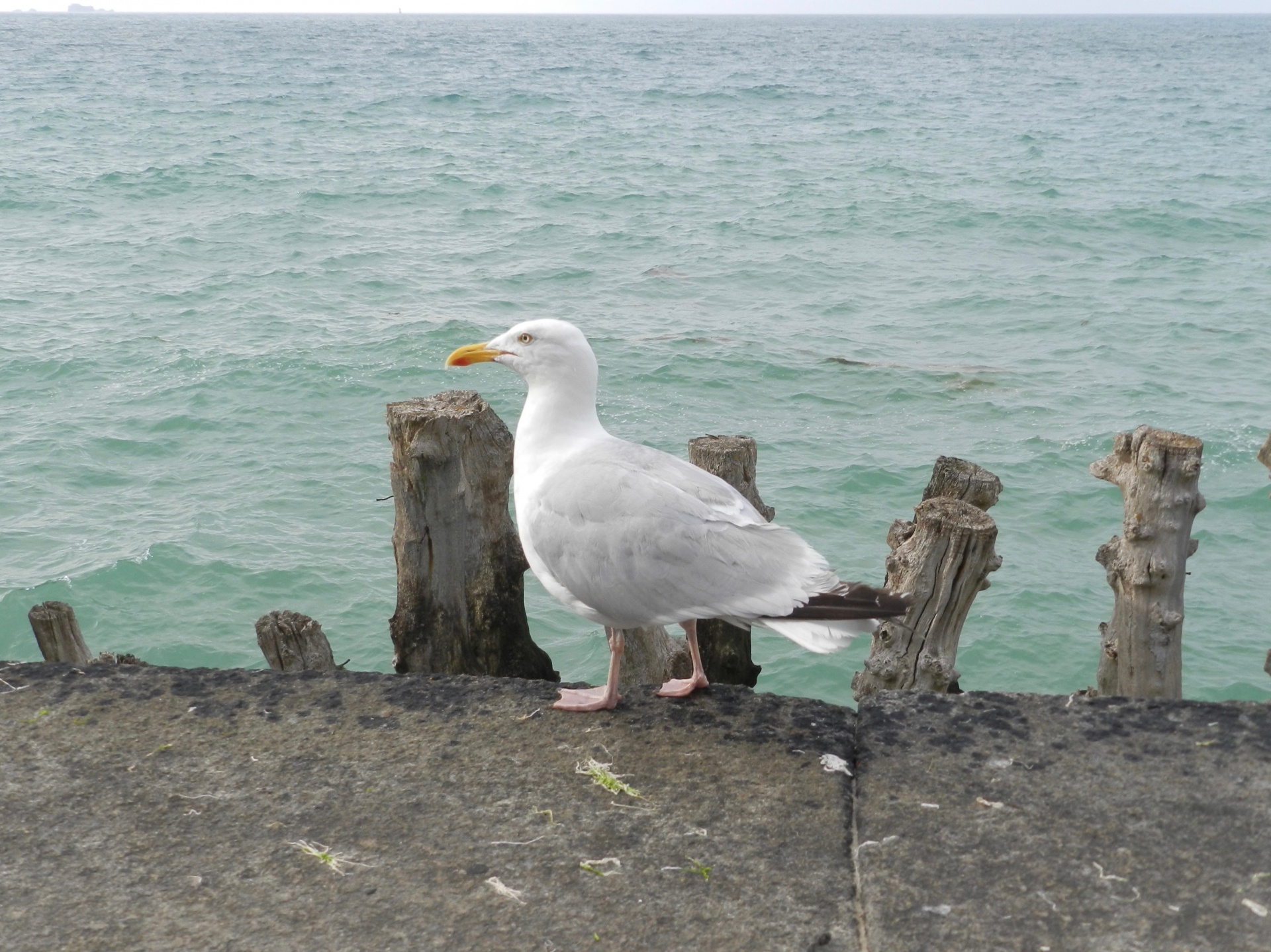 seagull sea blue free photo