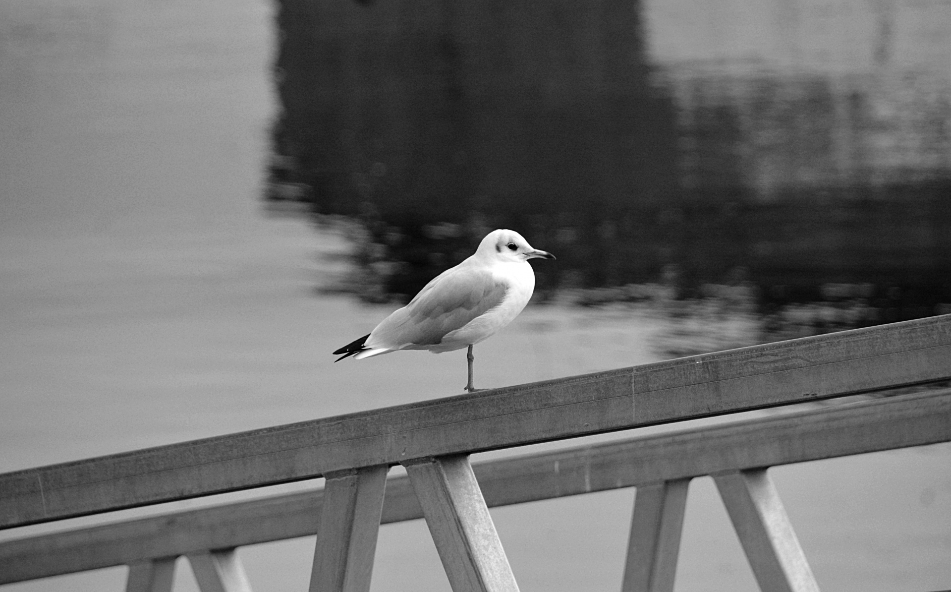 bird gull wild animal free photo