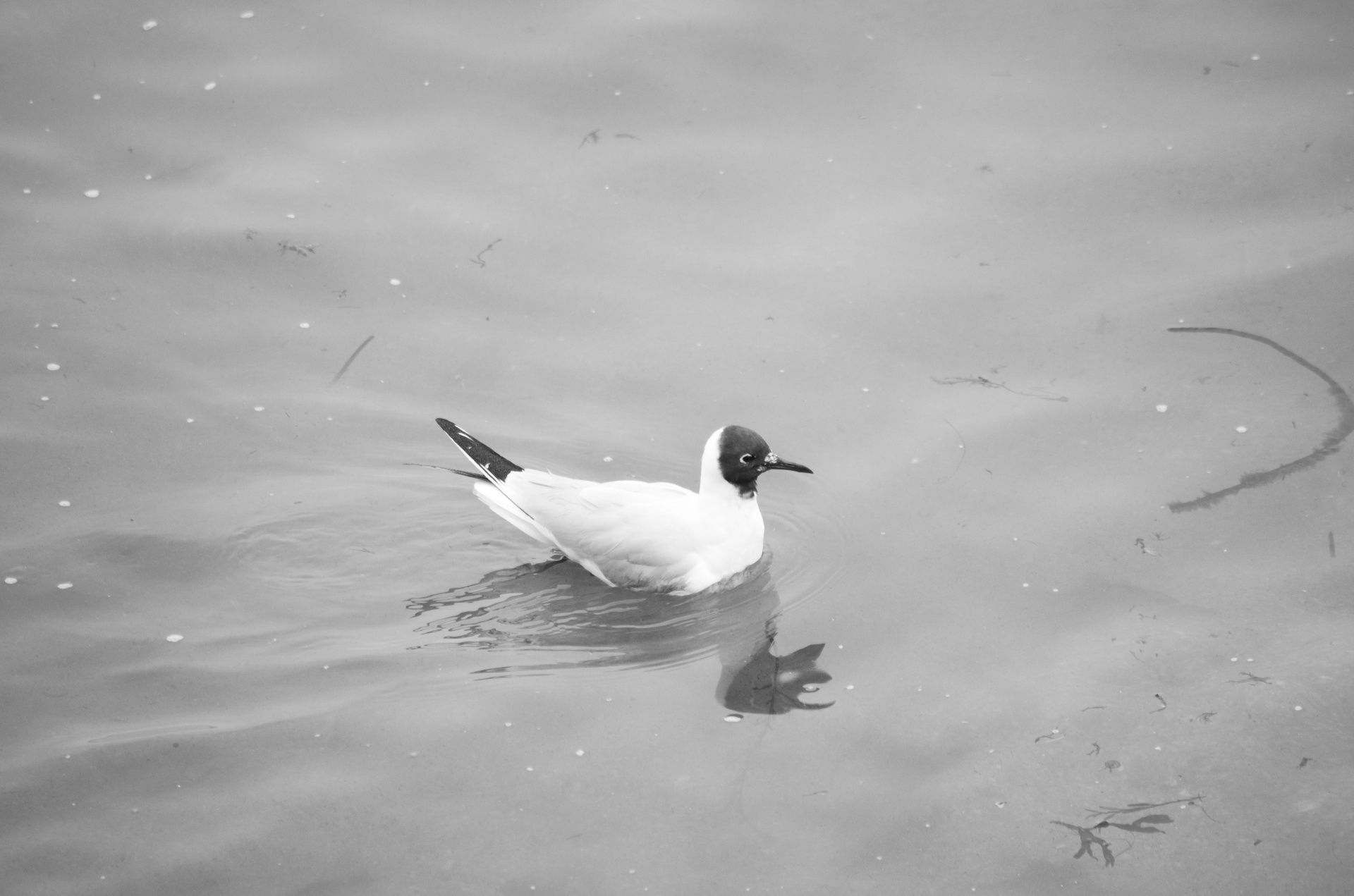 seagull bird avian free photo