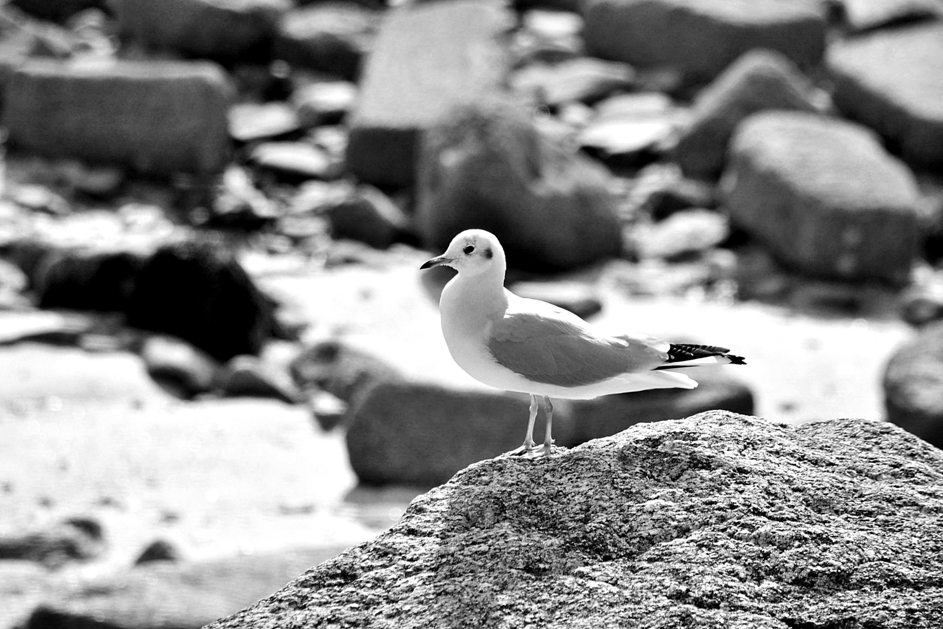 bird seagull nature free photo