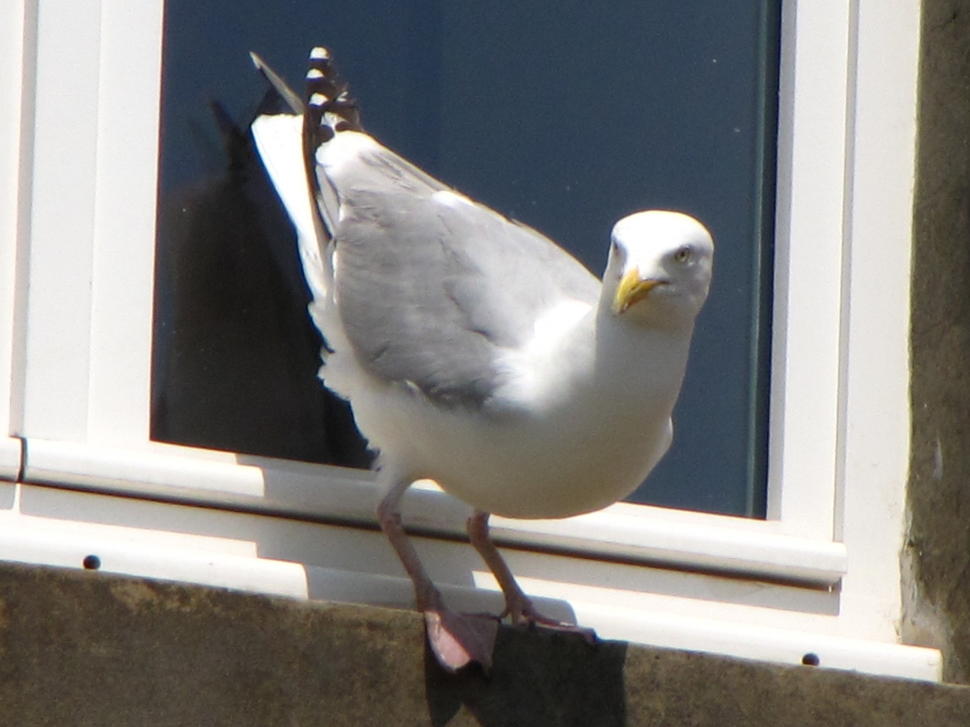 seagull bird sea free photo