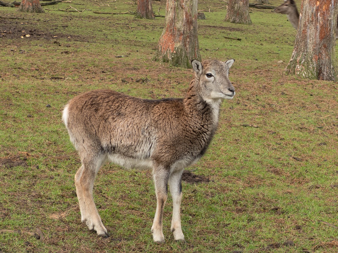 mouflon animal winter fur free photo