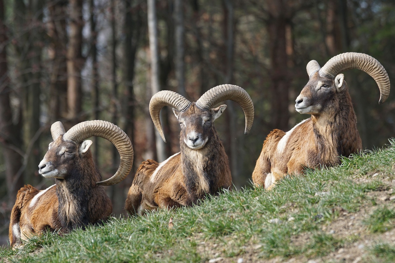 mouflon aries horned free photo