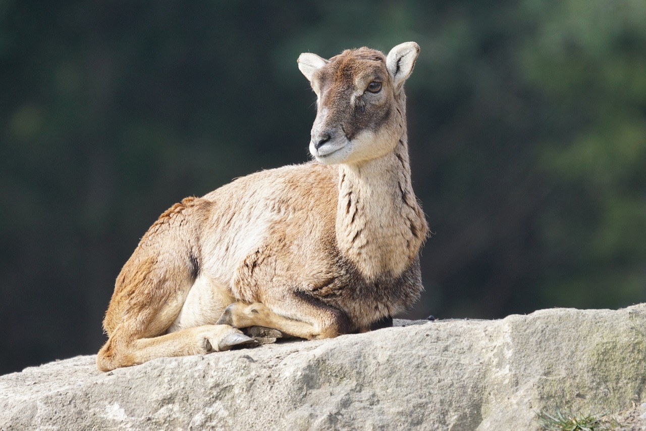 mouflon female sheep free photo