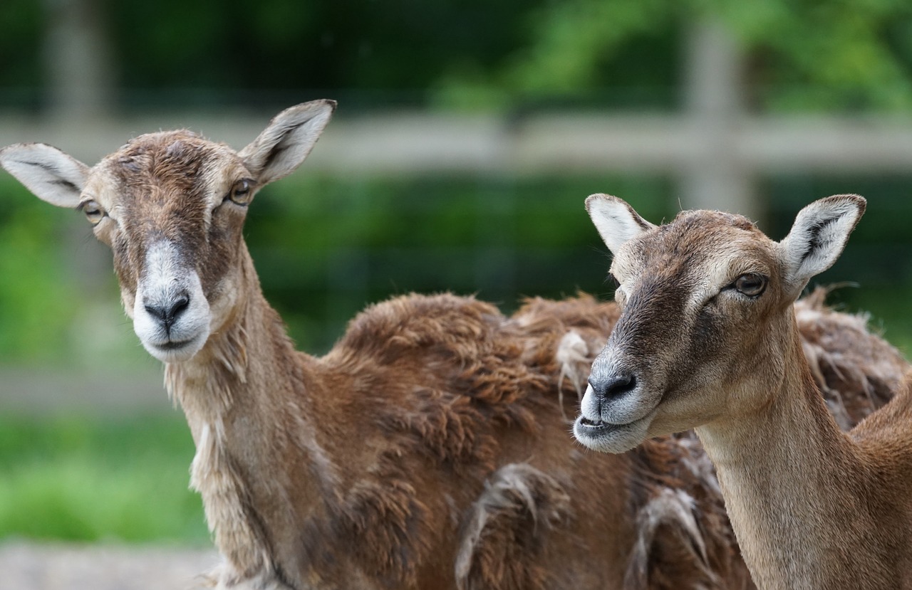 mouflon female mammal free photo