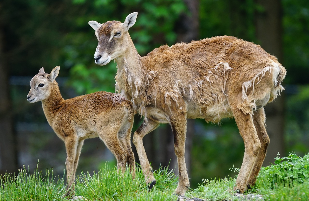 mouflon calf mammal free photo