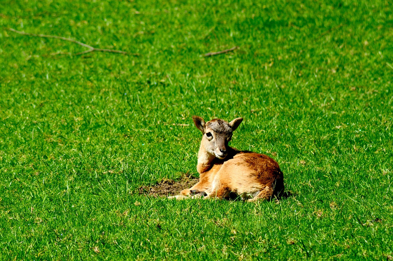 mouflon wild sheep young animal free photo