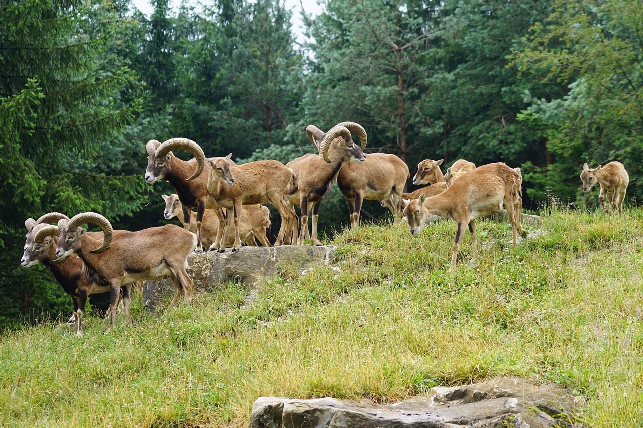 mouflon european mouflon flock free photo