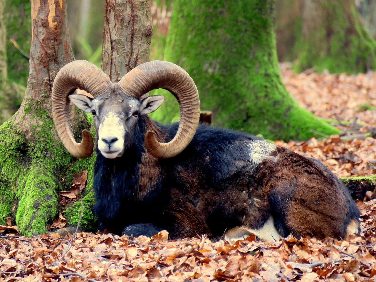 mouflon aries horns free photo