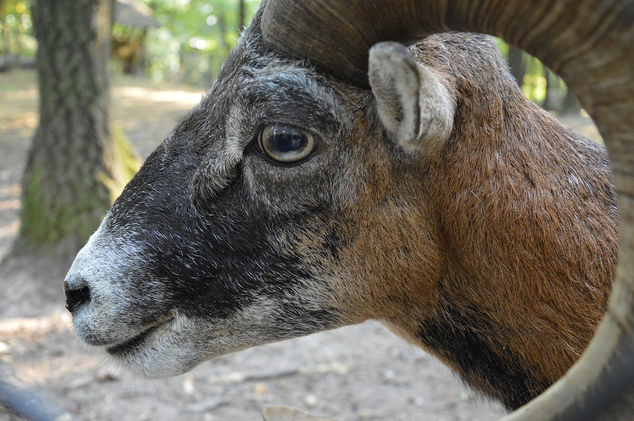 mouflon horn wild free photo