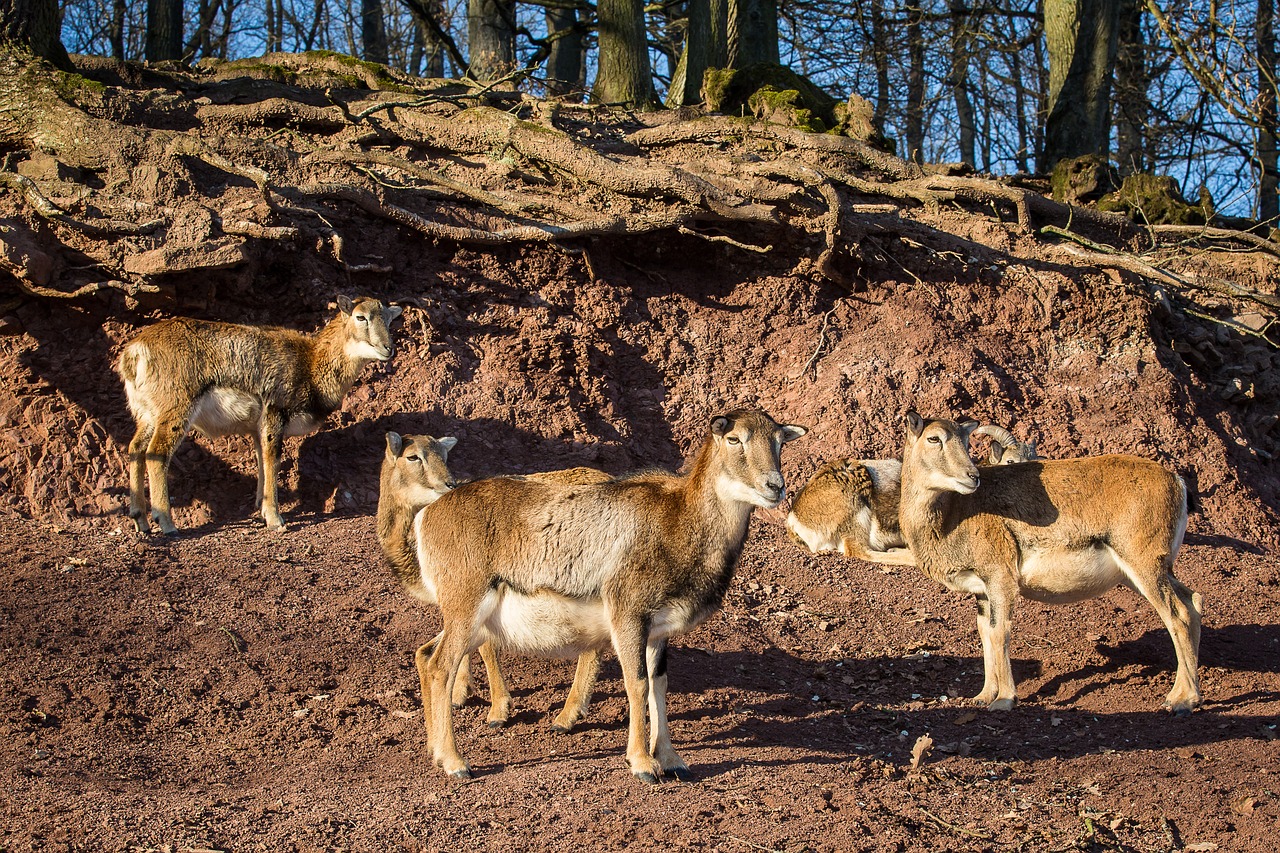 mouflon sheep winter fur free photo