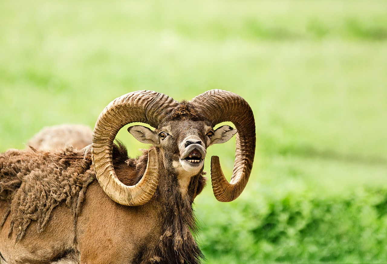 mouflon wild sheep bock free photo